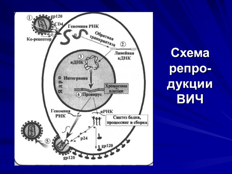 Схема репро-дукции ВИЧ